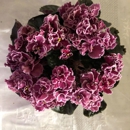 JoS Violets - Nurseries-Plants & Trees