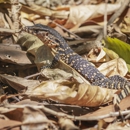 All Creatures Wildlife Control - Pest Control Services