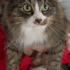 Muirfield Animal Hospital gallery