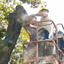 Ded Tree - Tree Service