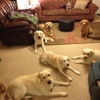 Sundowners Kennels gallery