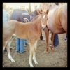 Hunewill Ranch gallery