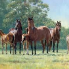Schooling Hands Performance Horse's