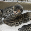 Extremecats - Livestock Breeders