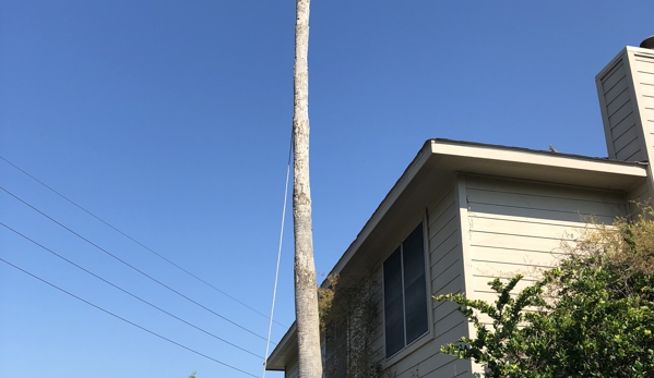 Adolfo Tree Service - Houston, TX. Dead palm tree removal in pool backyard in memorial city Houston Texas