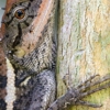 Artec Wildlife gallery