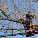 Sunshine Tree Trimming - Tree Service