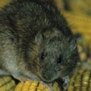 Reliable Rodent Solutions - Pest Control Services