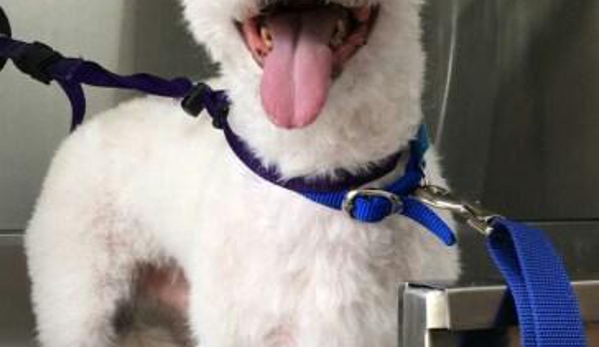 Superb Dog Grooming - Wheelers Hill, VIC. My after shot look at my smile I'm so happy Jan