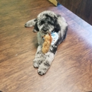 All Paws Grooming - Pet Grooming