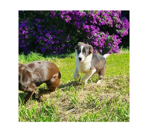 A Pet's Life - Toolijooa, NSW