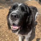 Canine Behavioral Services Inc.