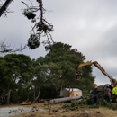 Rodriguez tree service - Tree Service Equipment & Supplies