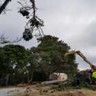 Rodriguez tree service