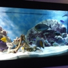 Nemo Aquarium gallery