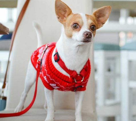 Williams River Veterinary - Clarence Town, NSW
