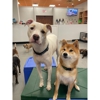 Golden Paw Pet Services gallery