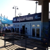 Santa Monica Pier Aquarium gallery