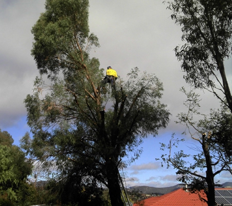 M & J Tree Surgeons