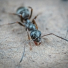 Richard J Maguire Pest Control gallery