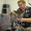 Dirty Paws Grooming Spa gallery