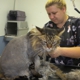 Dirty Paws Grooming Spa