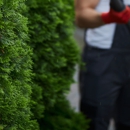 Prestige Tree Service - Tree Service
