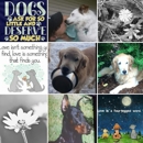 Wells Creek Kennels - Kennels