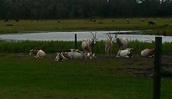 Safari Wilderness - Lakeland, FL