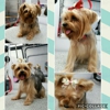 Bless Your Pawz, LLC mobile dog grooming spa gallery
