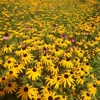 Vermont Wildflower Farm gallery