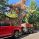 Urban Tree Restoration