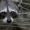 Professional Wildlife Control Company gallery