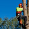 Bayamito Tree Trimming Corp gallery