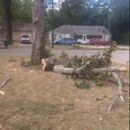 Morales Tree Service - Tree Service