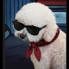 Lovz Mobile Dog & Cat Grooming gallery