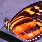 Audubon Insectarium