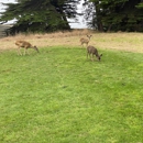 Sea Ranch Golf Course - Golf Courses