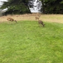 Sea Ranch Golf Course