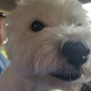 Luxury Grooming Rooming and Daycare - Pet Boarding & Kennels