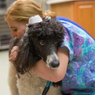 Pantano Animal Clinic - Tucson, AZ