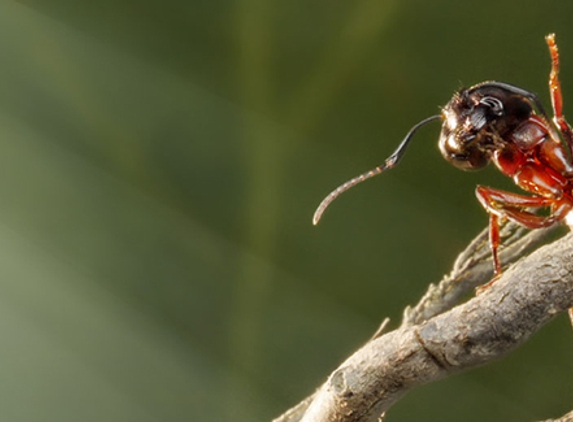Creepy Crawly Pest Control Kingaroy