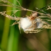 All-American Pest Control Inc gallery