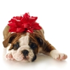 LEADING the PACKĀ® Professional Dog Training gallery