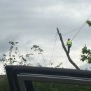 Alberts Walk by Faith Tree Service - Arborists