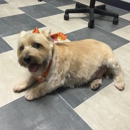 Bubble Bubble Dog Grooming & Spa - Pet Grooming