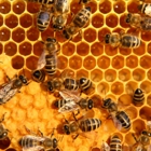 Katy Busy Bee