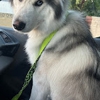 Big Dogs and Cats Pet Mobile Grooming gallery
