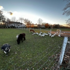 Cutchogue Village Farms