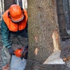 Beach Tree & Stump gallery